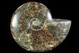 Polished, Agatized Ammonite (Cleoniceras) - Madagascar #88363-1